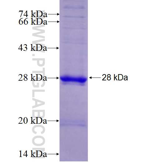 TMEM132E fusion protein Ag26799 SDS-PAGE