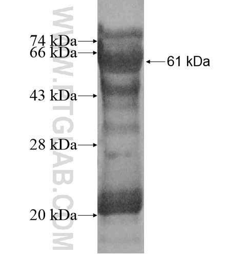 TMEM139 fusion protein Ag15354 SDS-PAGE