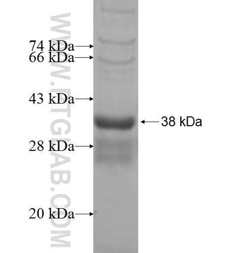 TMEM141 fusion protein Ag8341 SDS-PAGE