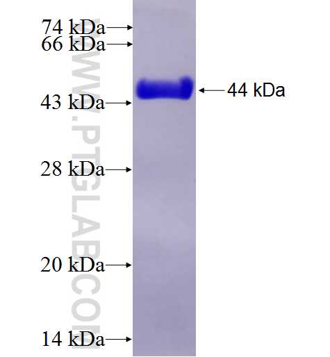 TMEM146 fusion protein Ag27347 SDS-PAGE