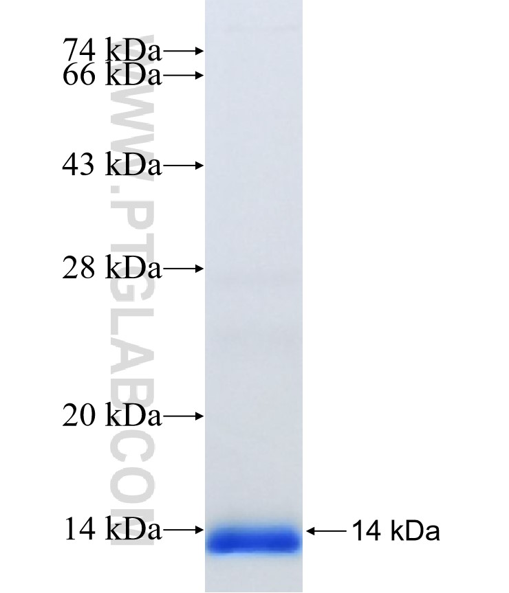 TMEM147 fusion protein Ag26320 SDS-PAGE