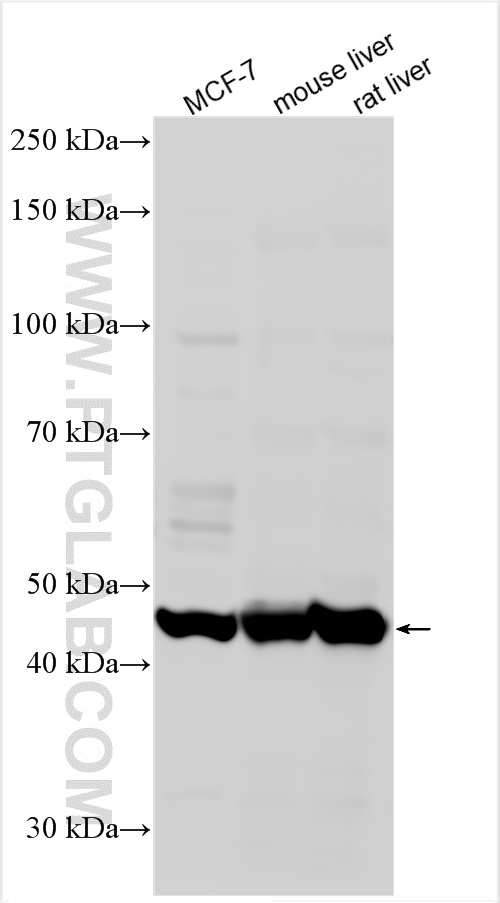 Western Blot (WB) analysis of various lysates using TMEM161A Polyclonal antibody (24898-1-AP)