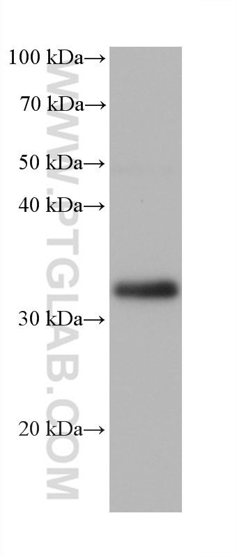 Western Blot (WB) analysis of LNCaP cells using TMEM165 Monoclonal antibody (68584-1-Ig)