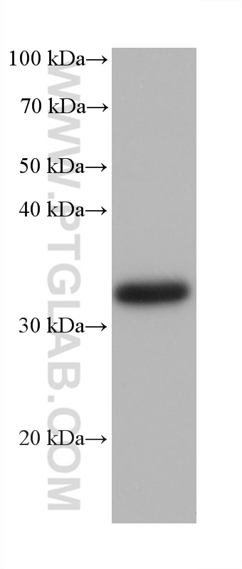Western Blot (WB) analysis of K-562 cells using TMEM165 Monoclonal antibody (68584-1-Ig)