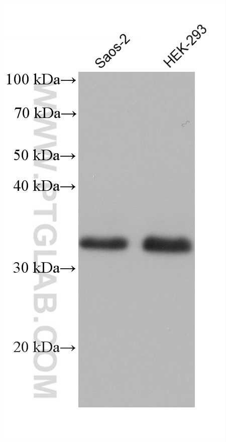 Western Blot (WB) analysis of various lysates using TMEM165 Monoclonal antibody (68584-1-Ig)