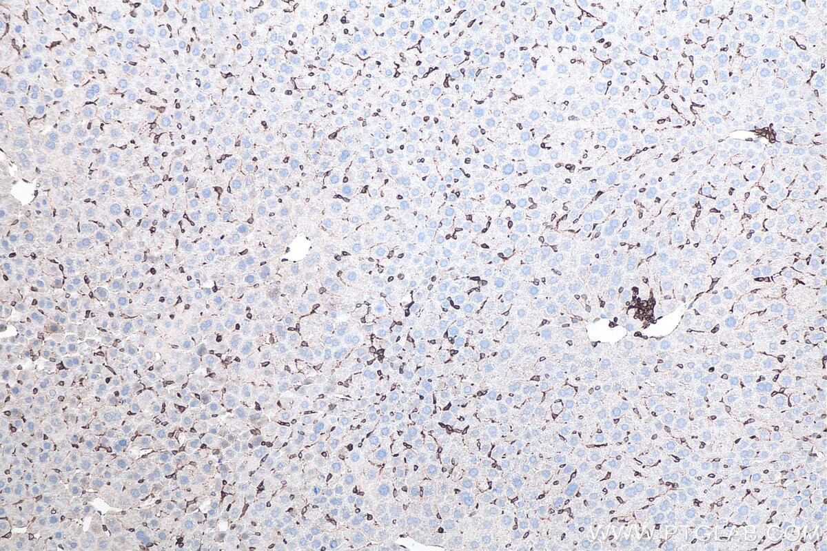 Immunohistochemistry (IHC) staining of mouse liver tissue using TMEM173/STING Recombinant monoclonal antibody (80165-1-RR)