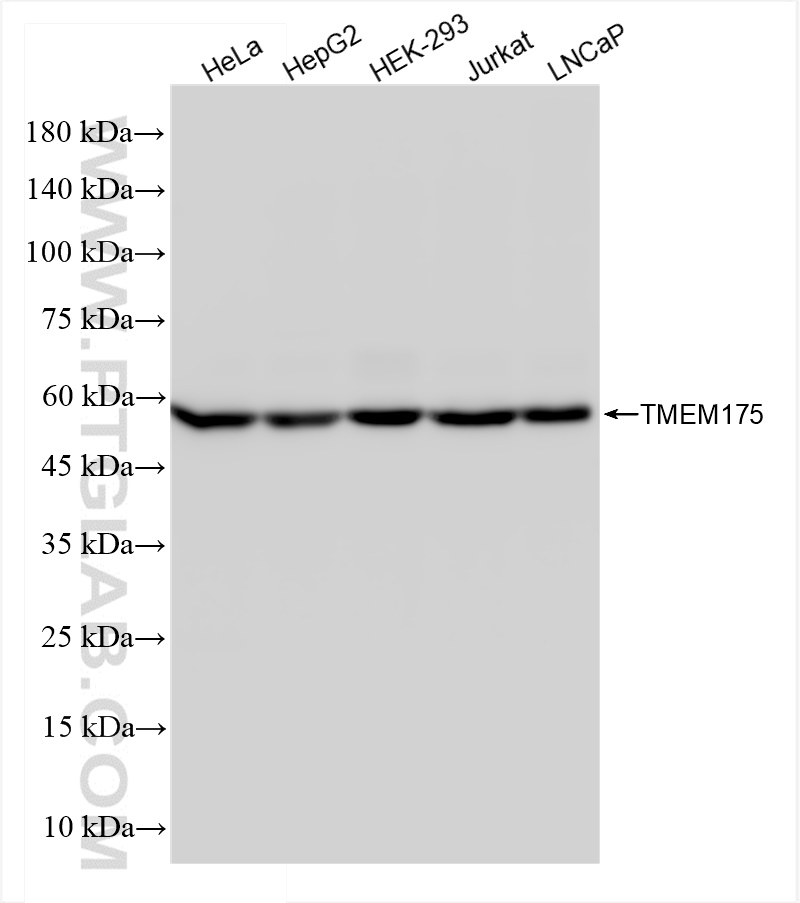 Western Blot (WB) analysis of various lysates using TMEM175 Recombinant antibody (84554-1-RR)