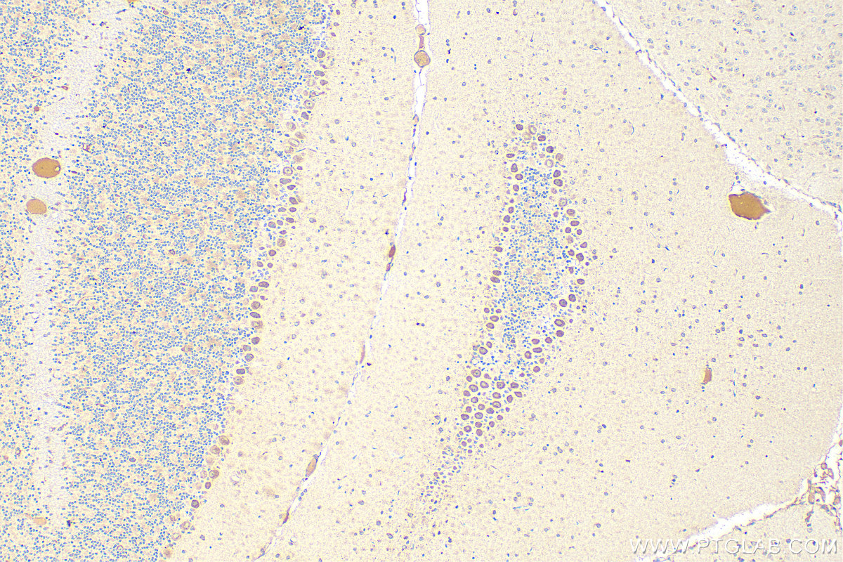 Immunohistochemistry (IHC) staining of mouse cerebellum tissue using TMEM184B Polyclonal antibody (28031-1-AP)