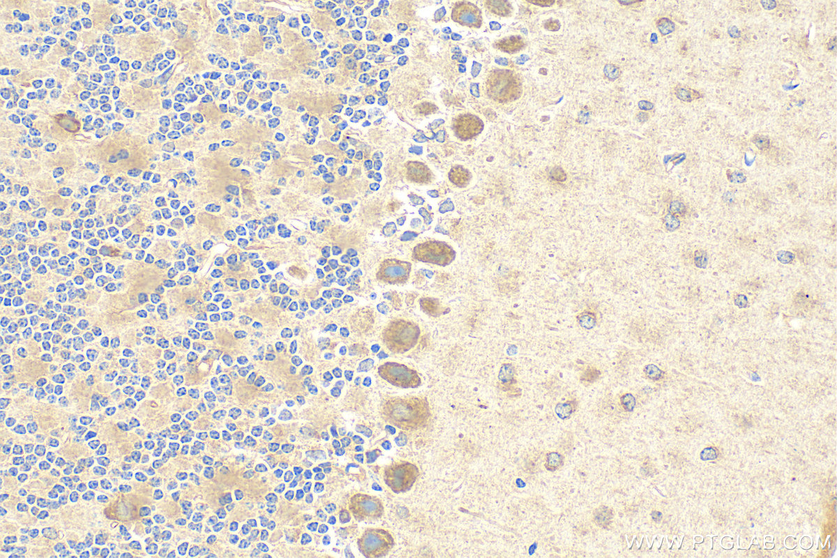 Immunohistochemistry (IHC) staining of mouse cerebellum tissue using TMEM184B Polyclonal antibody (28031-1-AP)