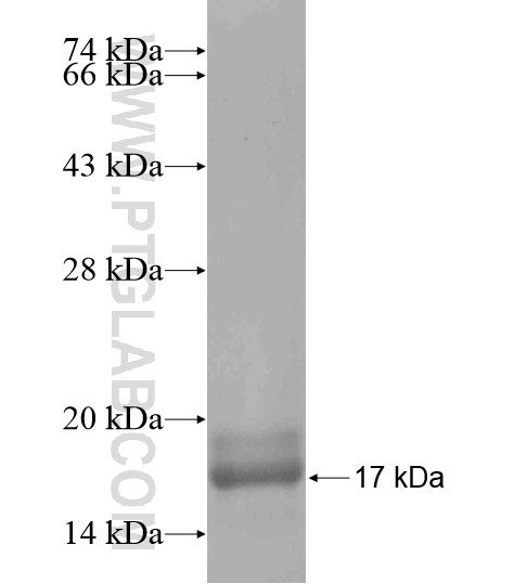 TMEM185A fusion protein Ag20619 SDS-PAGE