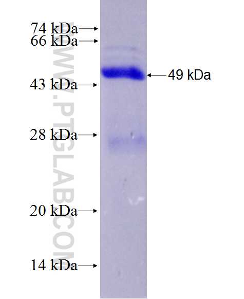 TMEM186 fusion protein Ag28197 SDS-PAGE