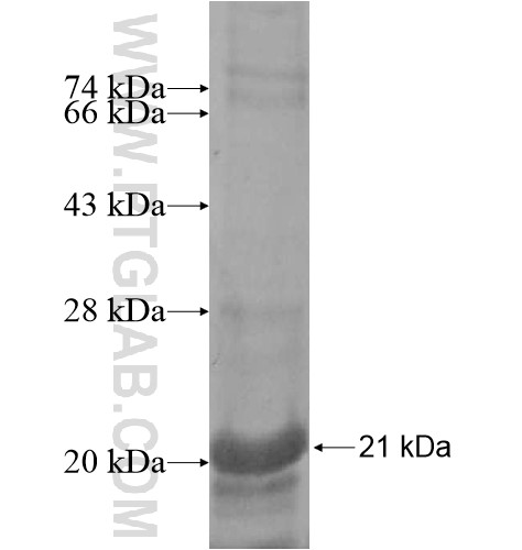 TMEM200B fusion protein Ag12070 SDS-PAGE