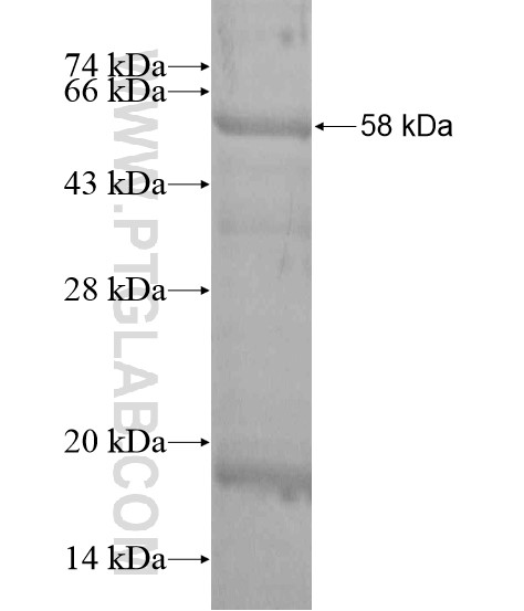 TMEM25 fusion protein Ag19964 SDS-PAGE