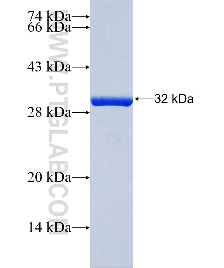 TMEM38B fusion protein Ag37754 SDS-PAGE