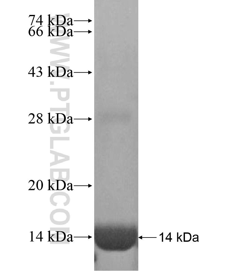 TMEM39A fusion protein Ag16955 SDS-PAGE