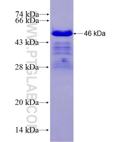 TMEM40 fusion protein Ag27882 SDS-PAGE