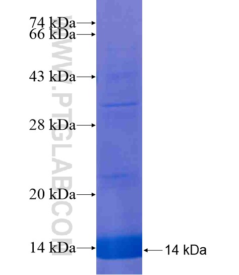 TMEM44 fusion protein Ag21357 SDS-PAGE