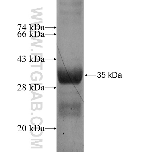 TMEM51 fusion protein Ag13845 SDS-PAGE