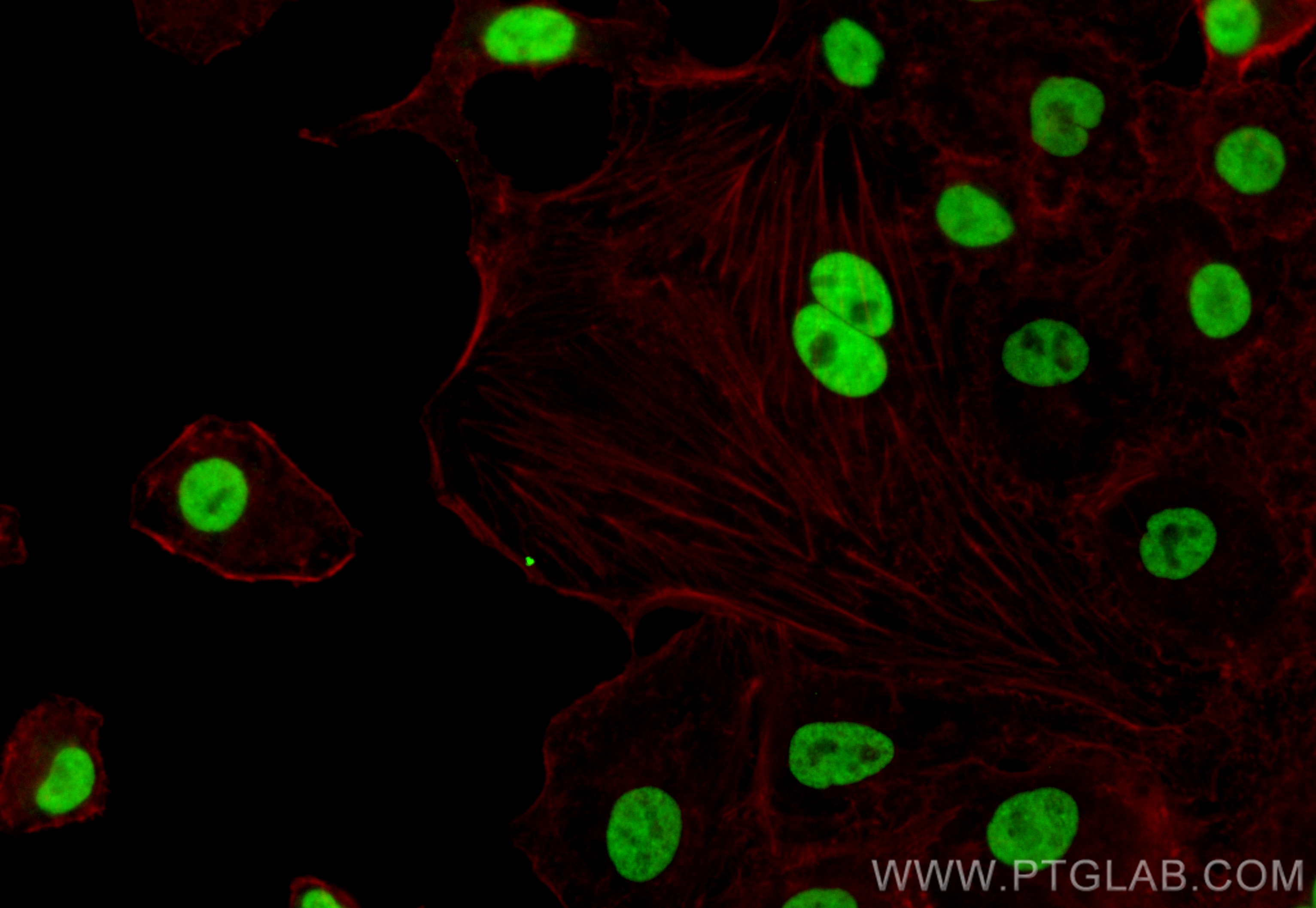 Immunofluorescence (IF) / fluorescent staining of A549 cells using CoraLite® Plus 488-conjugated TMEM53 Recombinant a (CL488-83554-3)