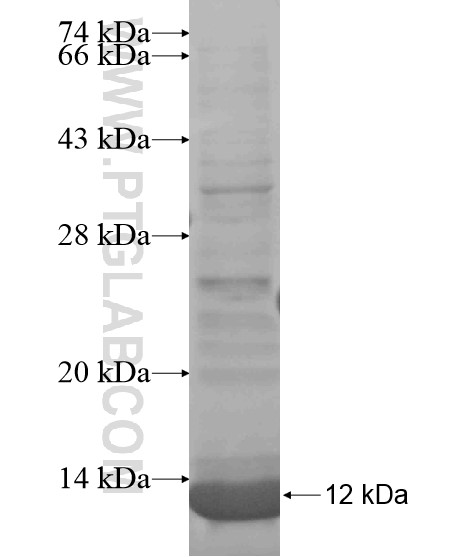 TMEM55A fusion protein Ag20686 SDS-PAGE