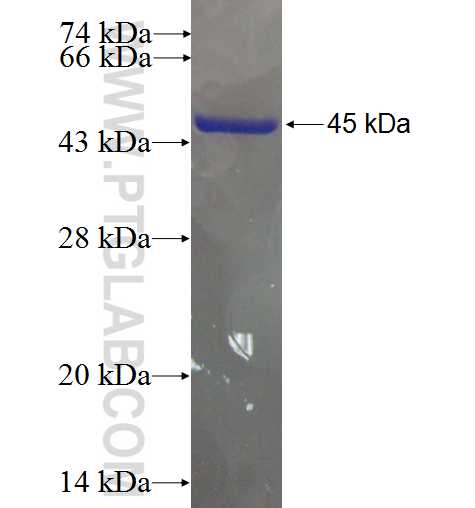 TMEM57 fusion protein Ag24428 SDS-PAGE