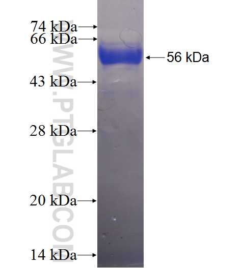 TMEM59L fusion protein Ag24142 SDS-PAGE