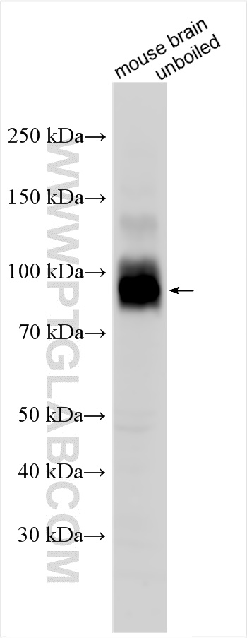 TMEM63C