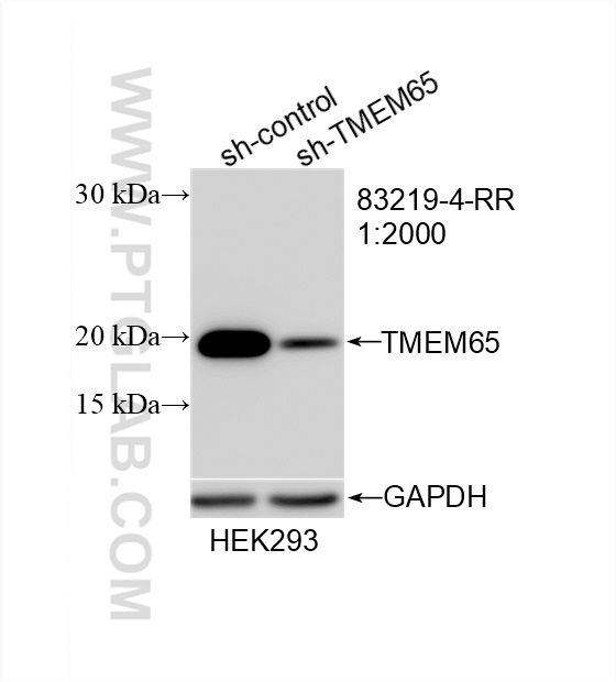 Western Blot (WB) analysis of HEK-293 cells using TMEM65 Recombinant antibody (83219-4-RR)