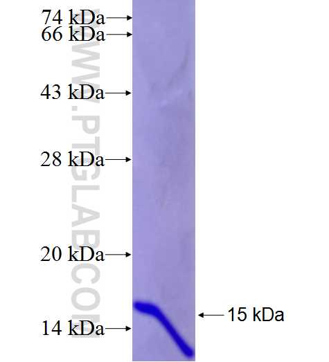 TMEM85 fusion protein Ag26814 SDS-PAGE