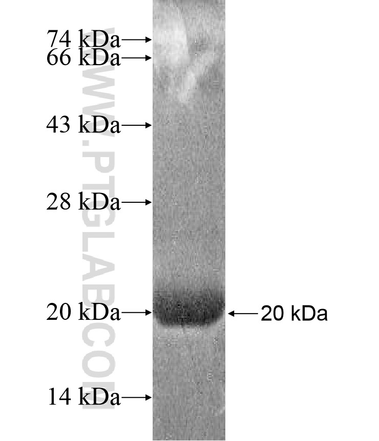 TMEM95 fusion protein Ag17201 SDS-PAGE