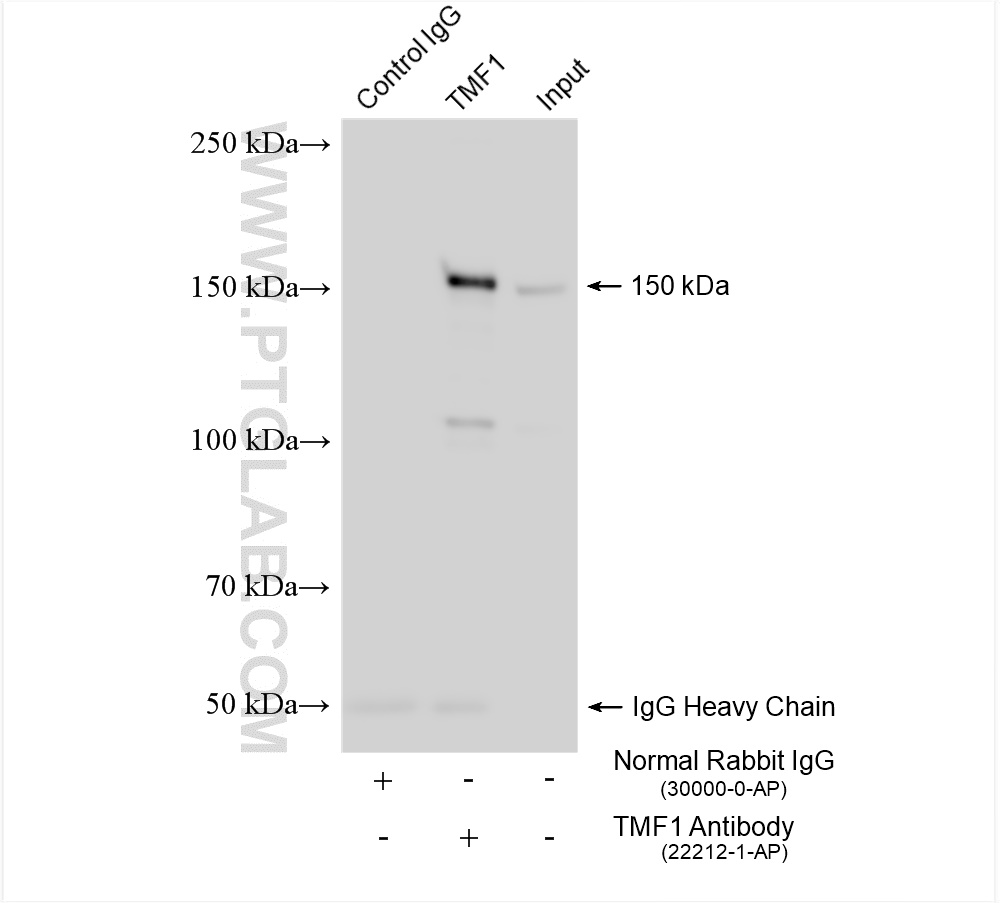 Immunoprecipitation (IP) experiment of mouse brain tissue using TMF1 Polyclonal antibody (22212-1-AP)