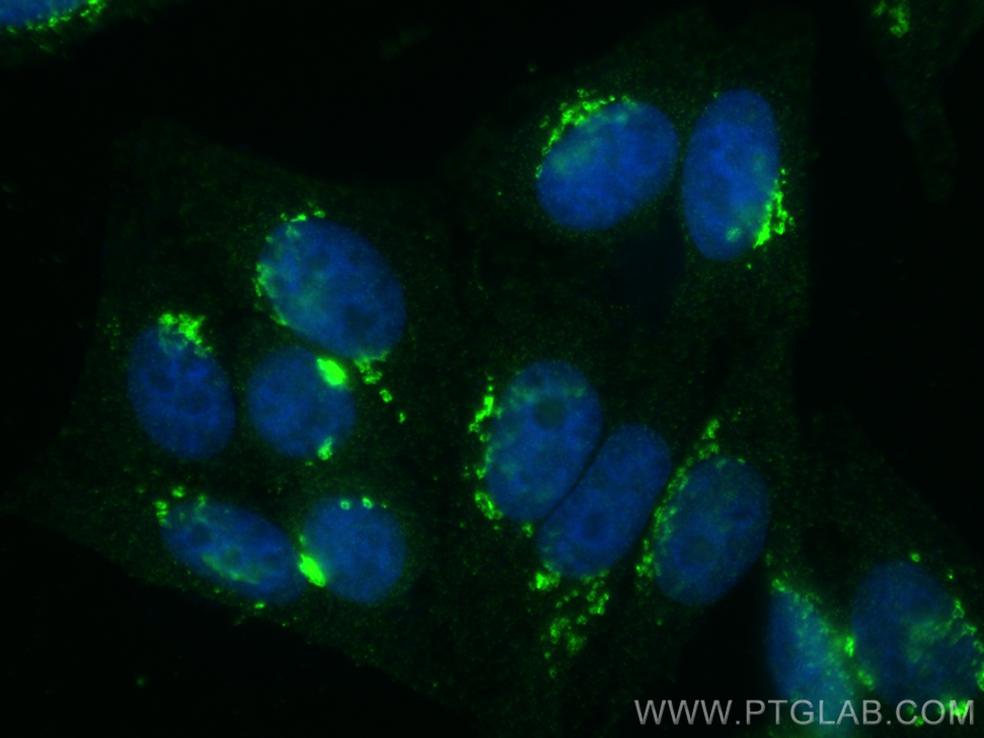 Immunofluorescence (IF) / fluorescent staining of HepG2 cells using TMF1 Monoclonal antibody (67505-1-Ig)