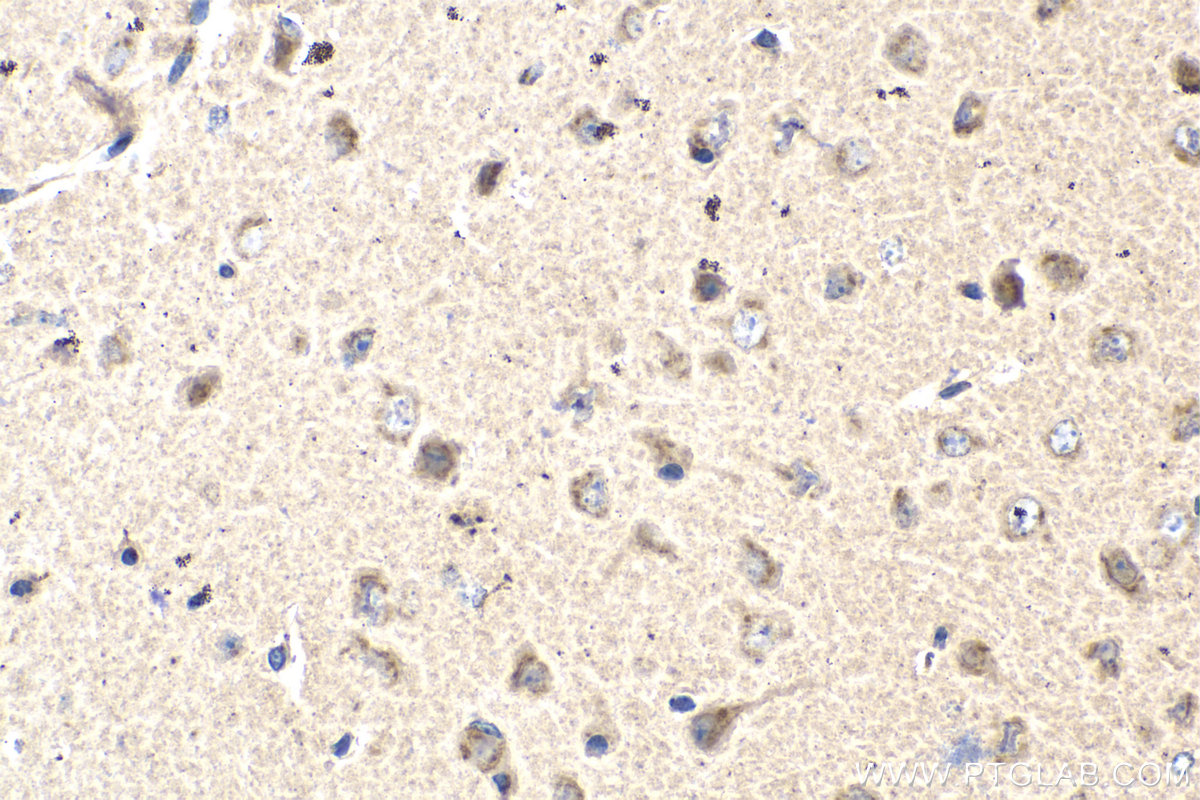 Immunohistochemistry (IHC) staining of mouse brain tissue using TMF1 Monoclonal antibody (67505-1-Ig)