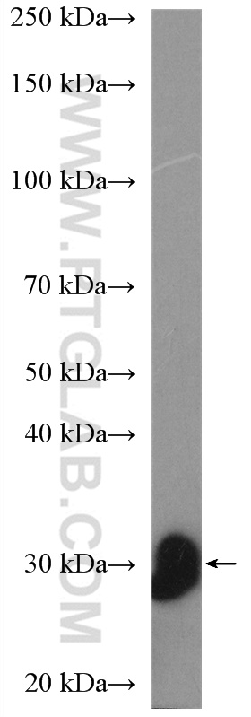 Western Blot (WB) analysis of mouse kidney tissue using TMIGD1 Polyclonal antibody (27174-1-AP)