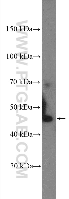 Western Blot (WB) analysis of mouse kidney tissue using TMIGD1 Polyclonal antibody (27174-1-AP)