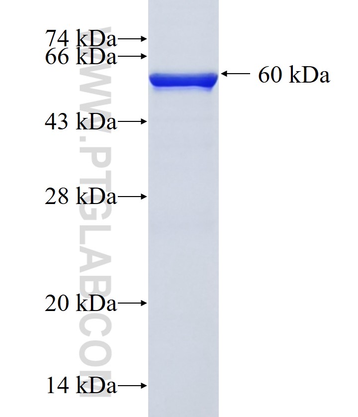 TMPRSS11A fusion protein Ag16092 SDS-PAGE