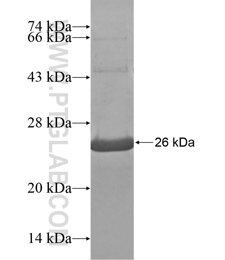 TMPRSS11A fusion protein Ag17209 SDS-PAGE