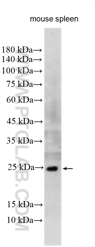 Western Blot (WB) analysis of mouse spleen tissue using TNF Beta Polyclonal antibody (31505-1-AP)