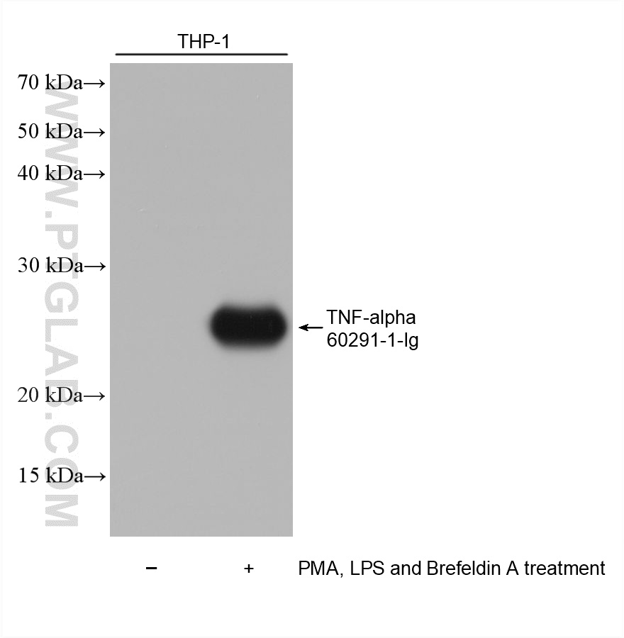 Western Blot (WB) analysis of various lysates using TNF-alpha Monoclonal antibody (60291-1-Ig)