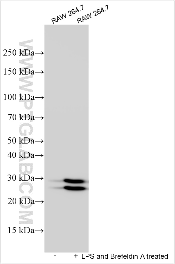 Western Blot (WB) analysis of various lysates using TNF-alpha Polyclonal antibody (29443-1-AP)