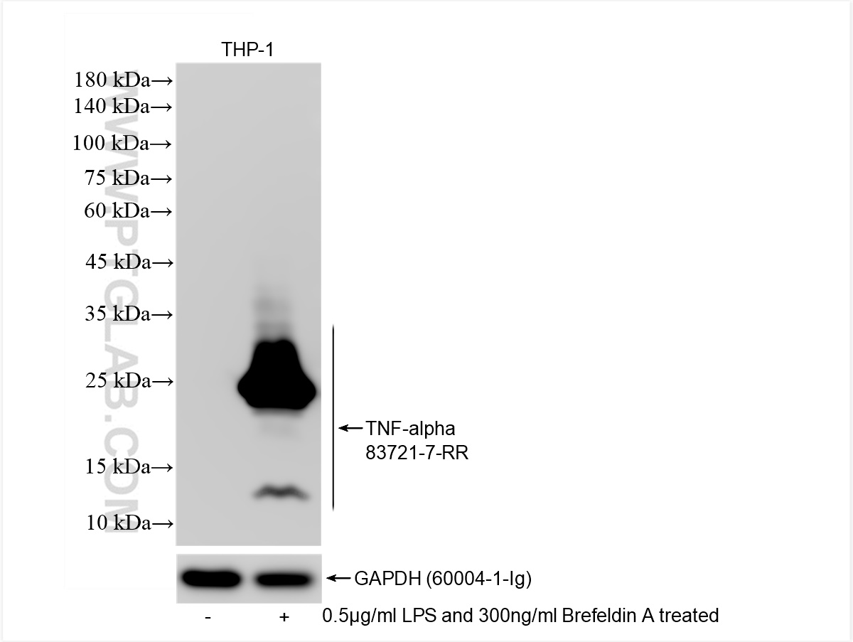 Western Blot (WB) analysis of THP-1 cells using TNF-alpha Recombinant antibody (83721-7-RR)