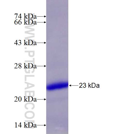 TNFAIP8L1 fusion protein Ag10750 SDS-PAGE