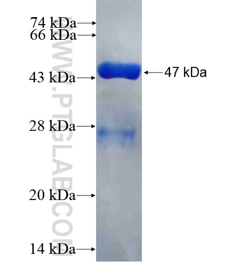 TNFAIP8L1 fusion protein Ag10778 SDS-PAGE