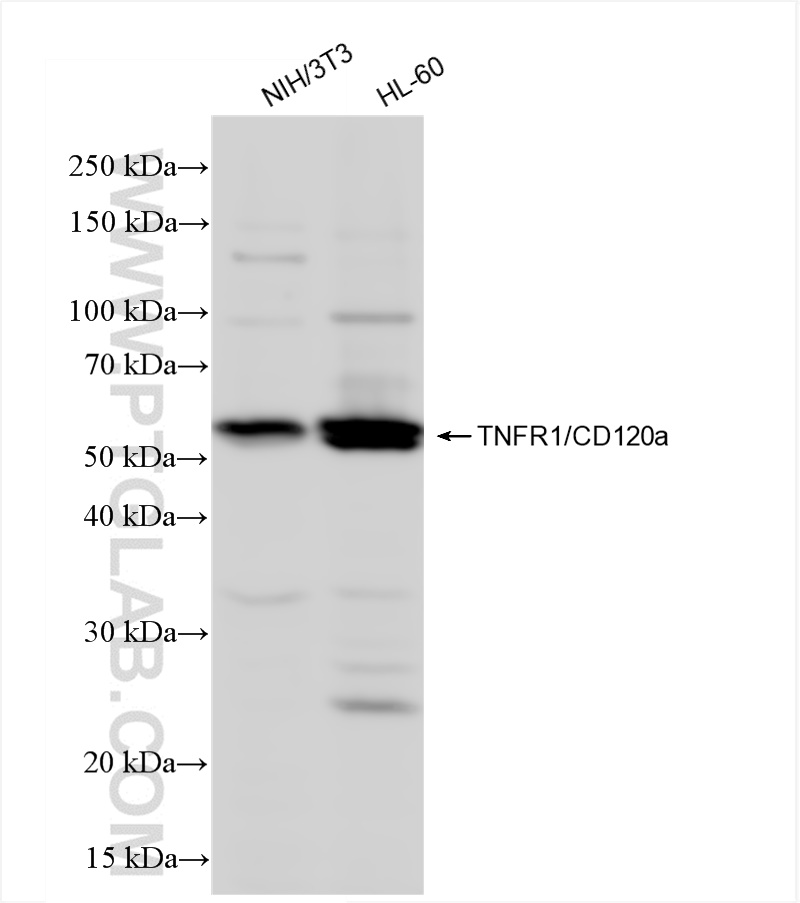 Western Blot (WB) analysis of various lysates using TNFR1/CD120a  Recombinant antibody (84243-5-RR)