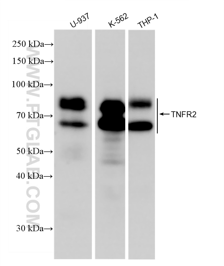 Western Blot (WB) analysis of various lysates using TNFR2 Recombinant antibody (83101-1-RR)