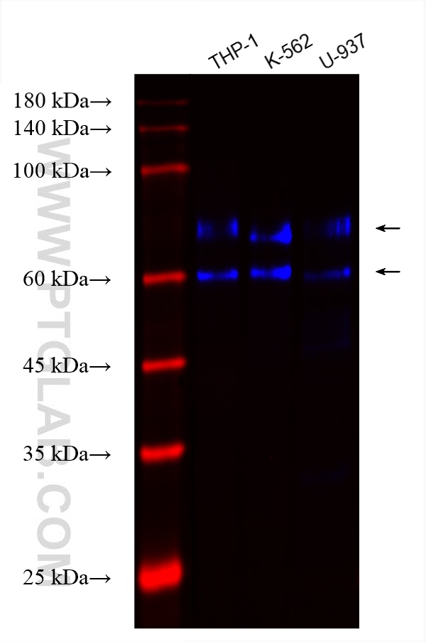 Western Blot (WB) analysis of various lysates using CoraLite® Plus 750-conjugated TNFR2 Recombinant an (CL750-83101)