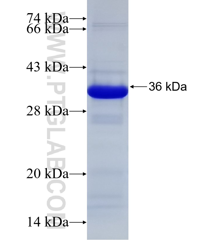 TNFR2 fusion protein Ag30497 SDS-PAGE