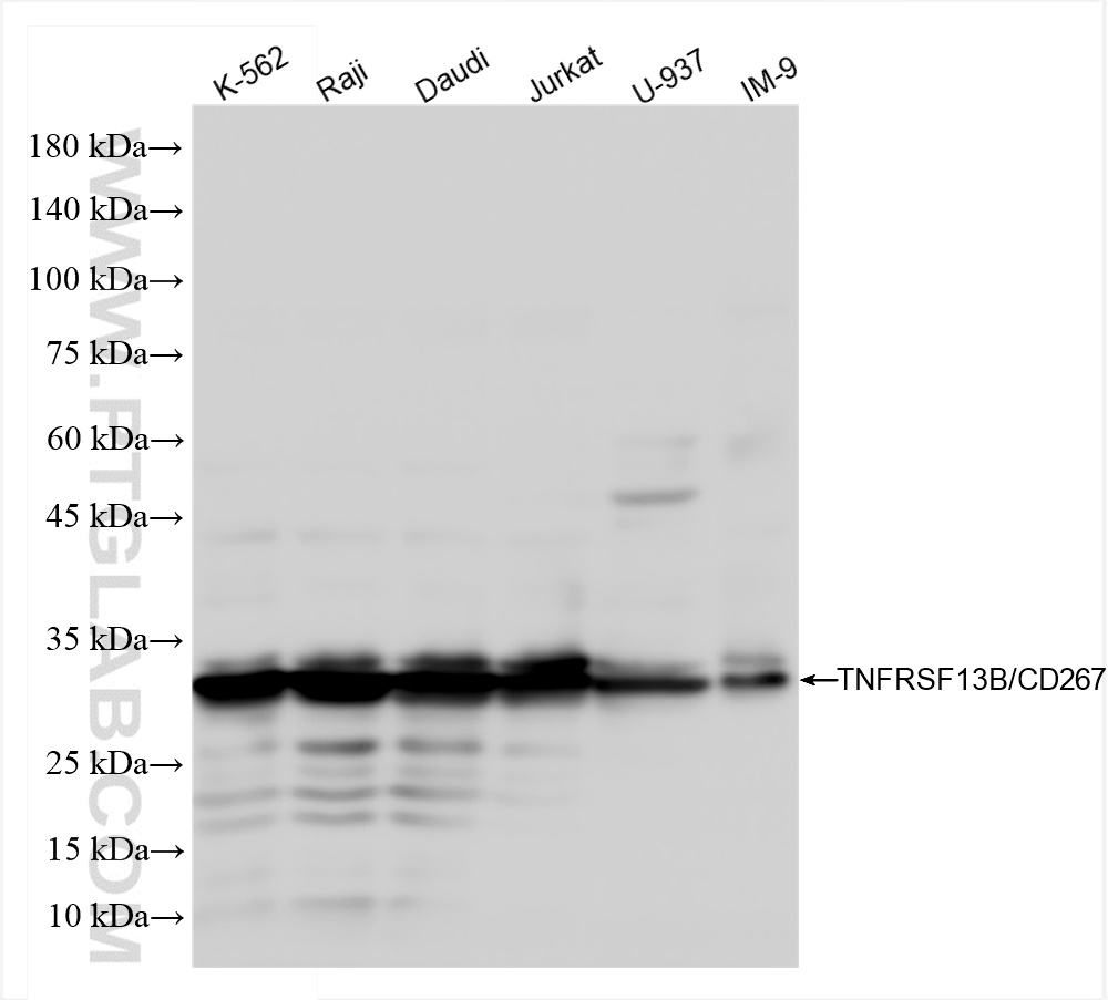 TNFRSF13B/CD267