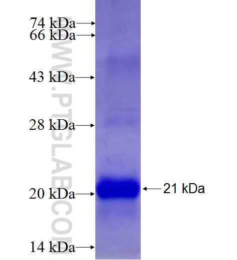 TNFRSF17 fusion protein Ag26996 SDS-PAGE