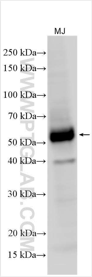 Western Blot (WB) analysis of various lysates using CD134/OX40 Polyclonal antibody (20006-1-AP)